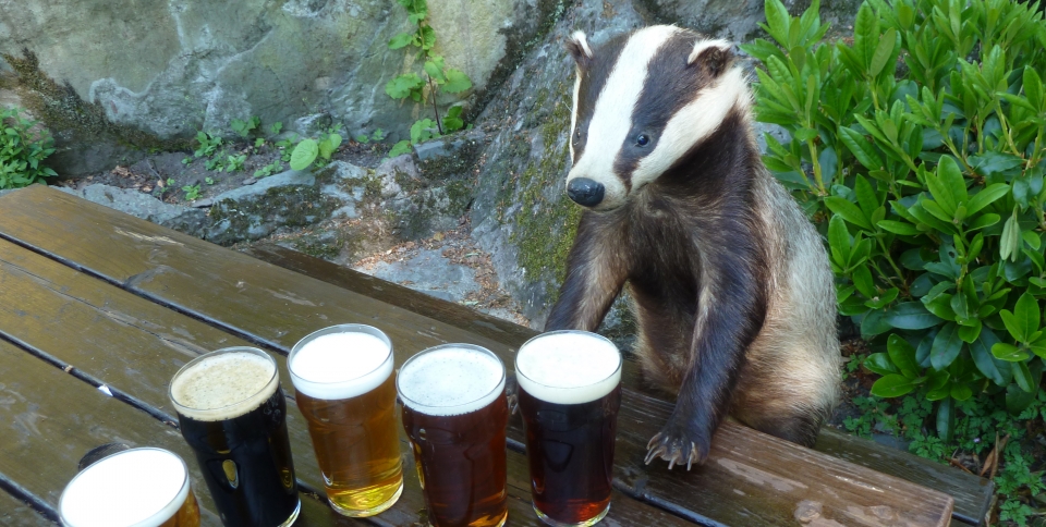 What do you get at the Badger Bar?  Badgers & Beer!
